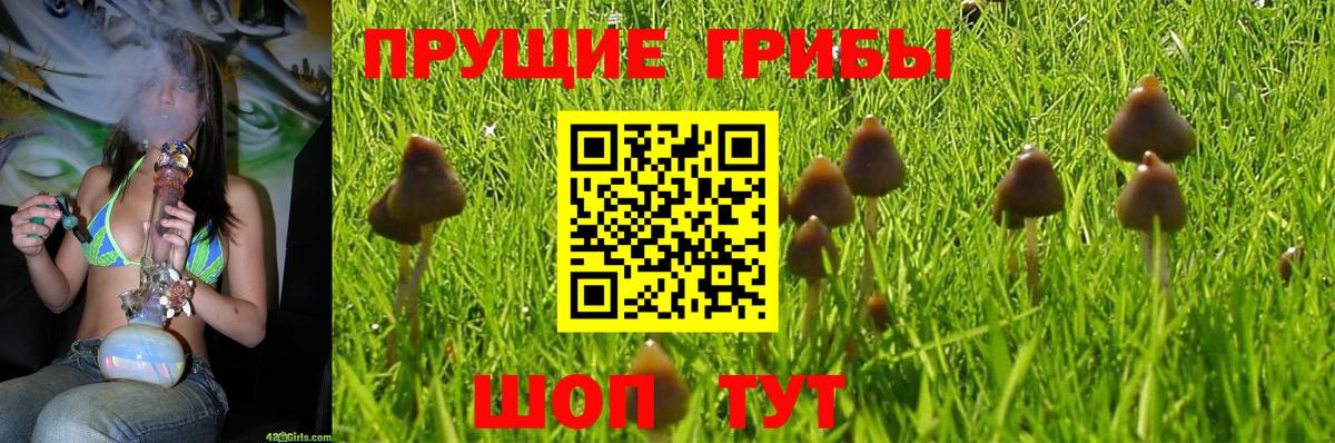 Галлюциногенные грибы MAGIC MUSHROOMS  Вход с VPN  Егорьевск 